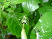 Ceropegia  meyeri top-t.JPG